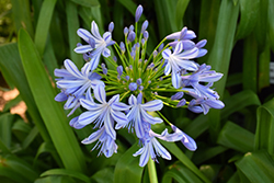 African Lily (Agapanthus africanus) at Canadale Nurseries