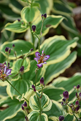 Samurai Toad Lily (Tricyrtis formosana 'Samurai') at Canadale Nurseries