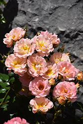 Peach Drift Rose (Rosa 'Meiggili') at Canadale Nurseries