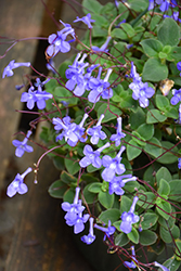 Concord Blue Cape Primrose (Streptocarpus saxorum 'Concord Blue') at Canadale Nurseries