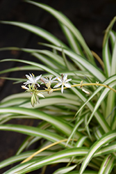 Spider Plant (Chlorophytum comosum) at Canadale Nurseries