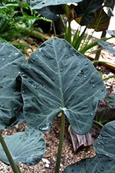 Mythic Regal Shields Elephant Ears (Alocasia 'Regal Shields') at Canadale Nurseries