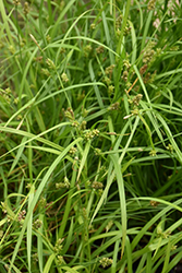 Creek Sedge (Carex amphibola) at Canadale Nurseries