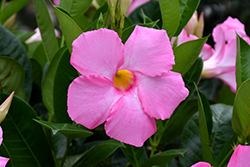 Pink Mandevilla (Mandevilla 'Pink') at Canadale Nurseries