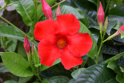 Red Mandevilla (Mandevilla 'Red') at Canadale Nurseries