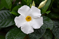 White Mandevilla (Mandevilla 'White') at Canadale Nurseries