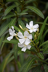 White Oleander (Nerium oleander 'Alba') at Canadale Nurseries