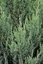 Blue Point Juniper (Juniperus chinensis 'Blue Point') at Canadale Nurseries