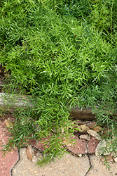 Sprengeri Asparagus Fern (Asparagus densiflorus 'Sprengeri') at Canadale Nurseries