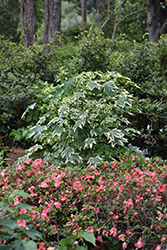 Savitzii Flowering Maple (Abutilon 'Savitzii') at Canadale Nurseries