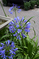 Storm Cloud Agapanthus (Agapanthus 'Storm Cloud') at Canadale Nurseries