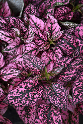 Splash Select Pink Polka Dot Plant (Hypoestes phyllostachya 'PAS2341') at Canadale Nurseries