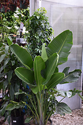 White Bird Of Paradise (Strelitzia nicolai) at Canadale Nurseries