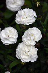 Sunflor Cosmos Carnation (Dianthus caryophyllus 'KOCOSMO') at Canadale Nurseries