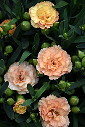 Sunflor Luigi Carnation (Dianthus caryophyllus 'HILLUIGI') at Canadale Nurseries