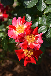 Fourth of July Rose (Rosa 'Fourth of July') at Canadale Nurseries