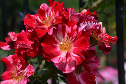 Fourth of July Rose (Rosa 'Fourth of July') at Canadale Nurseries