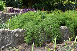 Sprengeri Asparagus Fern (Asparagus densiflorus 'Sprengeri') at Canadale Nurseries