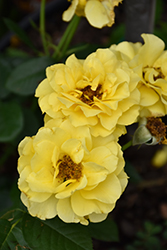 Sparkle And Shine Rose (Rosa 'WEKjunjuc') at Canadale Nurseries