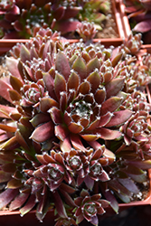 Chick Charms Cinnamon Starburst Hens And Chicks (Sempervivum 'Cinnamon Starburst') at Canadale Nurseries