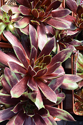 Chick Charms Cranberry Cocktail Hens And Chicks (Sempervivum 'Cranberry Cocktail') at Canadale Nurseries