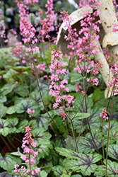 Pink Revolution Foamy Bells (Heucherella 'Pink Revolution') at Canadale Nurseries