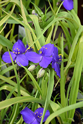 Blue And Gold Spiderwort (Tradescantia x andersoniana 'Blue And Gold') at Canadale Nurseries