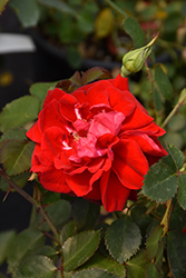 Canadian Shield Rose (Rosa 'CCA576') at Canadale Nurseries