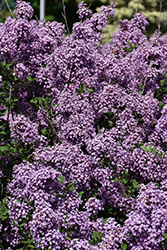 Bloomerang Dark Purple Lilac (Syringa 'SMSJBP7') at Canadale Nurseries