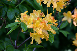 Golden Lights Azalea (Rhododendron 'Golden Lights') at Canadale Nurseries