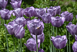 Bleu Aimable Tulip (Tulipa 'Bleu Aimable') at Canadale Nurseries
