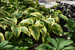 Gold-Variegated Mountain Hosta (Hosta montana 'Aureomarginata') at Canadale Nurseries