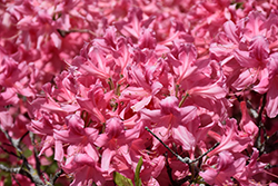 Rosy Lights Azalea (Rhododendron 'Rosy Lights') at Canadale Nurseries