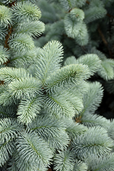 Hoopsii Blue Spruce (Picea pungens 'Hoopsii') at Canadale Nurseries