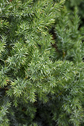 Star Power Juniper (Juniperus 'J.N. Select Blue') at Canadale Nurseries
