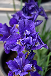 Ruffled Velvet Iris (Iris sibirica 'Ruffled Velvet') at Canadale Nurseries