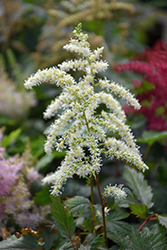 Cappuccino Astilbe (Astilbe x arendsii 'Cappuccino') at Canadale Nurseries