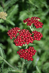 Sassy Summer Sangria Yarrow (Achillea 'Sassy Summer Sangria') at Canadale Nurseries