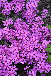 Spring Bling Ruby Riot Hybrid Moss Phlox (Phlox 'Ruby Riot') at Canadale Nurseries