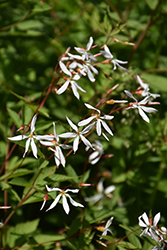 Bowman's Root (Gillenia trifoliata) at Canadale Nurseries