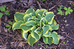 Mini Skirt Hosta (Hosta 'Mini Skirt') at Canadale Nurseries