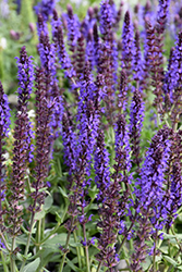 Lyrical Blues Meadow Sage (Salvia nemorosa 'Balyriclu') at Canadale Nurseries