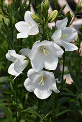 Takion White Peachleaf Bellflower (Campanula persicifolia 'Takion White') at Canadale Nurseries