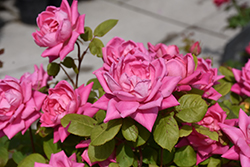 Pink Double Knock Out Rose (Rosa 'Radtkopink') at Canadale Nurseries
