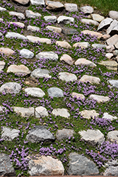 Purple Carpet Creeping Thyme (Thymus praecox 'Purple Carpet') at Canadale Nurseries