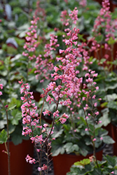 Pink Revolution Foamy Bells (Heucherella 'Pink Revolution') at Canadale Nurseries