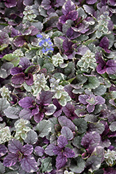 Burgundy Glow Bugleweed (Ajuga reptans 'Burgundy Glow') at Canadale Nurseries