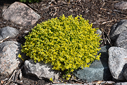 Golden Moss Stonecrop (Sedum acre 'Aureum') at Canadale Nurseries