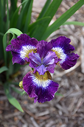 Contrast In Styles Siberian Iris (Iris sibirica 'Contrast In Styles') at Canadale Nurseries
