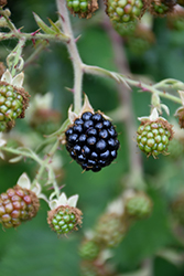 Blackberry (Rubus fruticosus) at Canadale Nurseries